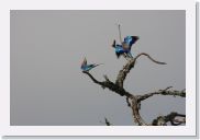 08AkageraAllDayGameDrive - 004 * Lilac-breasted Roller.